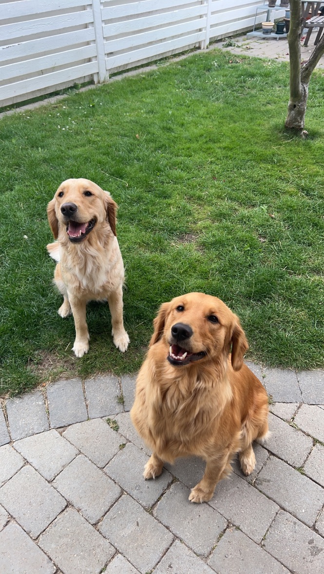 Billede af Summer of Holly der står i haven